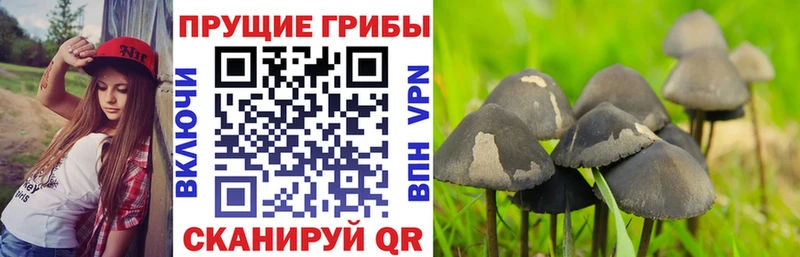 Галлюциногенные грибы MAGIC MUSHROOMS  нарко площадка состав  Медногорск  купить закладку 
